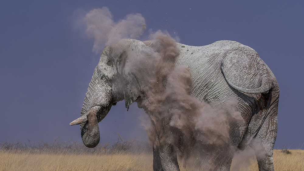 Éléphant dans les paysages de Namibie